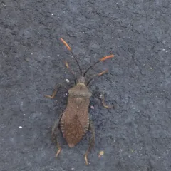 Acanthocephala terminalis thumbnail 1