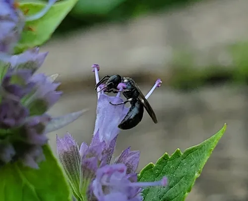 Annulate Masked Bee