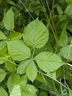 Velvet-leaf Dewberry thumbnail 2