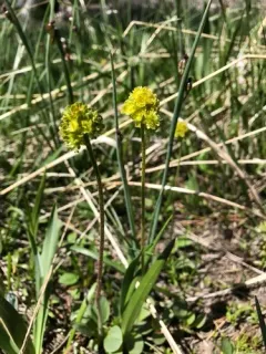 Tiny Swamp Saxifrage thumbnail 2