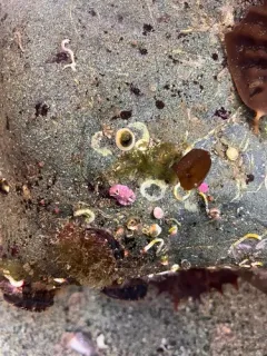 Tonicella venusta thumbnail 2