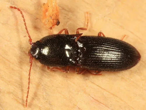 Sanborn Click Beetle