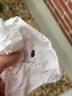 Apenes lucidula thumbnail 3