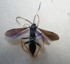 Hoplismenus morulus thumbnail 4