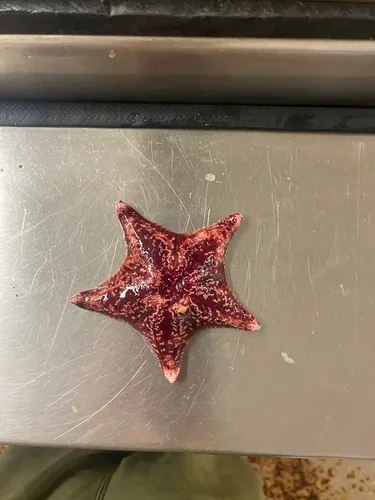 Red Cushion Star