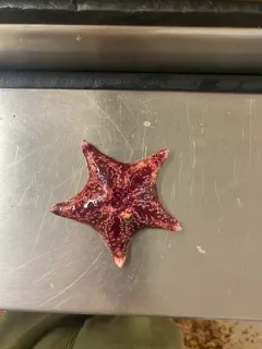 Red Cushion Star thumbnail 1