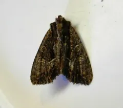 Nondescript Dagger Moth thumbnail 3
