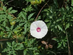 Alamo vine