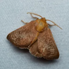 Crowned Slug Moth thumbnail 3