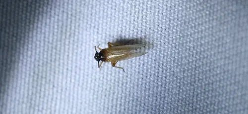 Penepissonotus bicolor