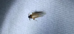 Penepissonotus bicolor thumbnail 1