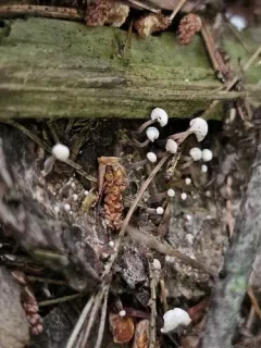 Mycetinis opacus thumbnail 2