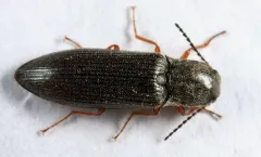Catskill Mountain Click Beetle thumbnail 3