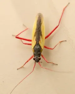 Teratocoris discolor thumbnail 3