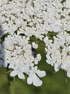 Mordella albosuturalis thumbnail 3