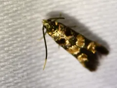Hog-peanut Leaf-sewer thumbnail 2