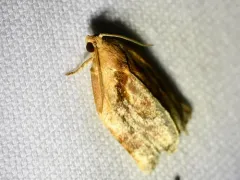 Archips magnoliana thumbnail 3
