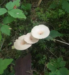 Common Funnel thumbnail 3
