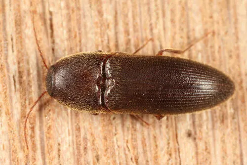 Ampedus fuscatus