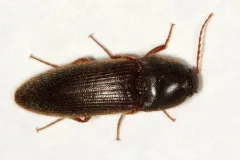 Ampedus melanotoides thumbnail 2