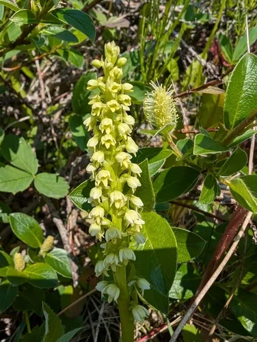 vanilla-scent bogorchid