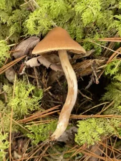 Cortinarius mammillatus thumbnail 3