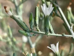 tufted wirelettuce thumbnail 4