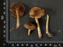 Cortinarius fulvescens thumbnail 4