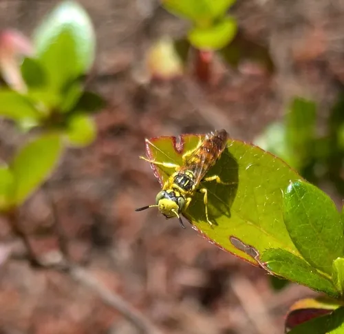 Philanthus crabroniformis