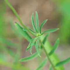 Common Kidney-Vetch thumbnail 4
