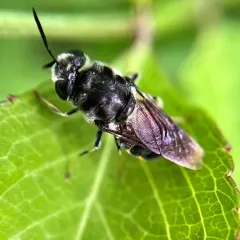Stratiomys meigenii thumbnail 4