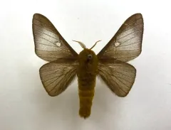 Hornless Oakworm Moth thumbnail 3