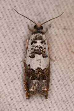 Epinotia nigralbana thumbnail 2