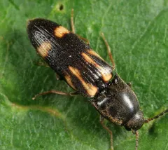 Six-spotted Click Beetle thumbnail 2