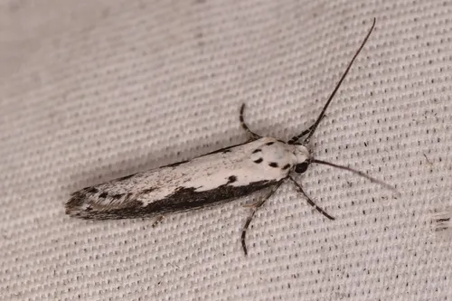 Ethmia arctostaphylella