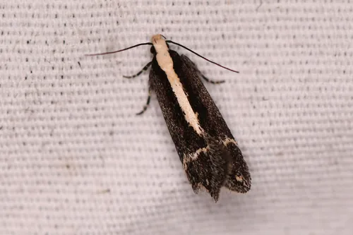Aroga paraplutella