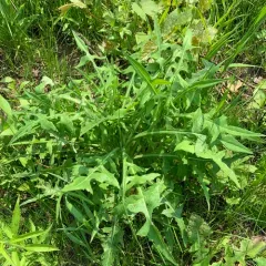 Canada wild lettuce thumbnail 5