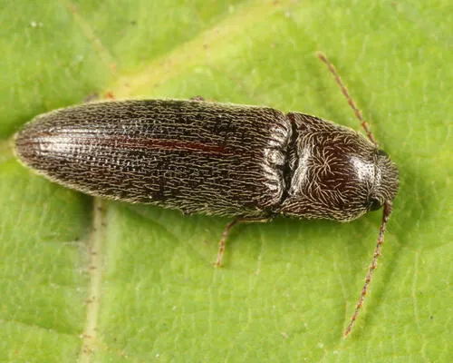 Melanotus trapezoideus