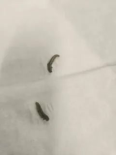 Yellowheaded Spruce Sawfly thumbnail 3