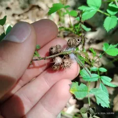 spiny rose gall wasp thumbnail 1