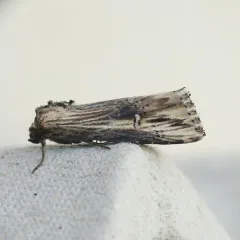 Verbena Moth thumbnail 3