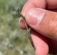 Brachynemurus abdominalis thumbnail 3