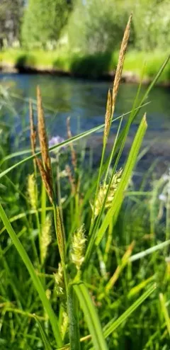 Sheldon's sedge thumbnail 2