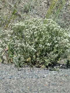 hairy white-top thumbnail 3