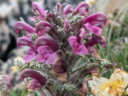Mountain Lousewort