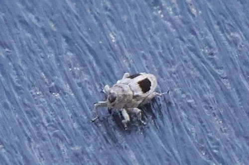 Cylindrocopturus binotatus