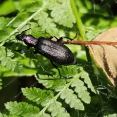 Ditylus gracilis thumbnail 4