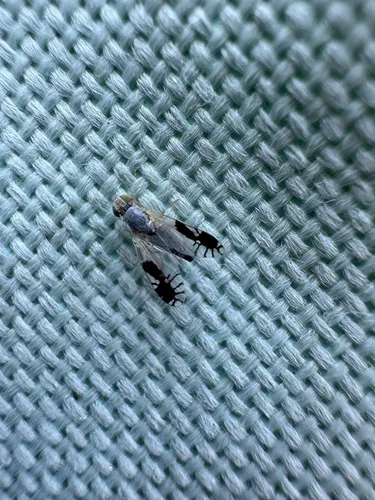Trupanea nigricornis