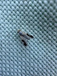 Trupanea nigricornis thumbnail 1