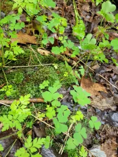 great yellow woodsorrel thumbnail 1